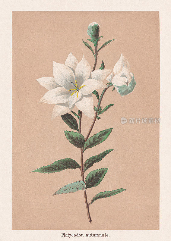 桔梗“Astra White”，彩色版画，出版于1873年